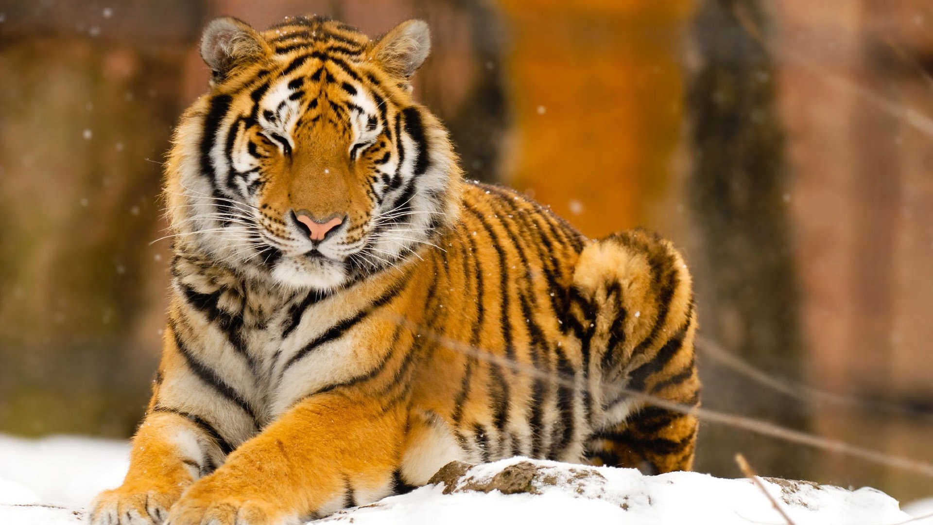 Animals Wallpaper Hd 1080p Animals Wallpaper Hd 1080p