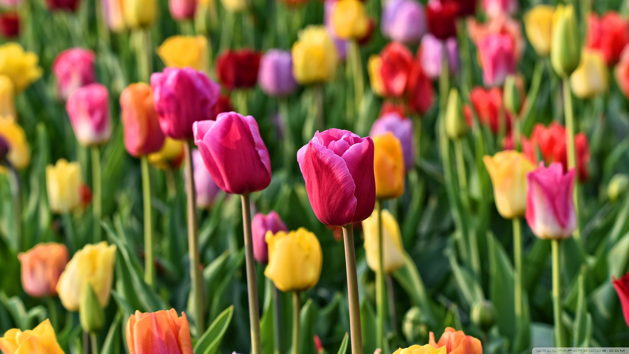Spring Colorful Tulips Background Ultra HD Desktop Background Wallpaper ...