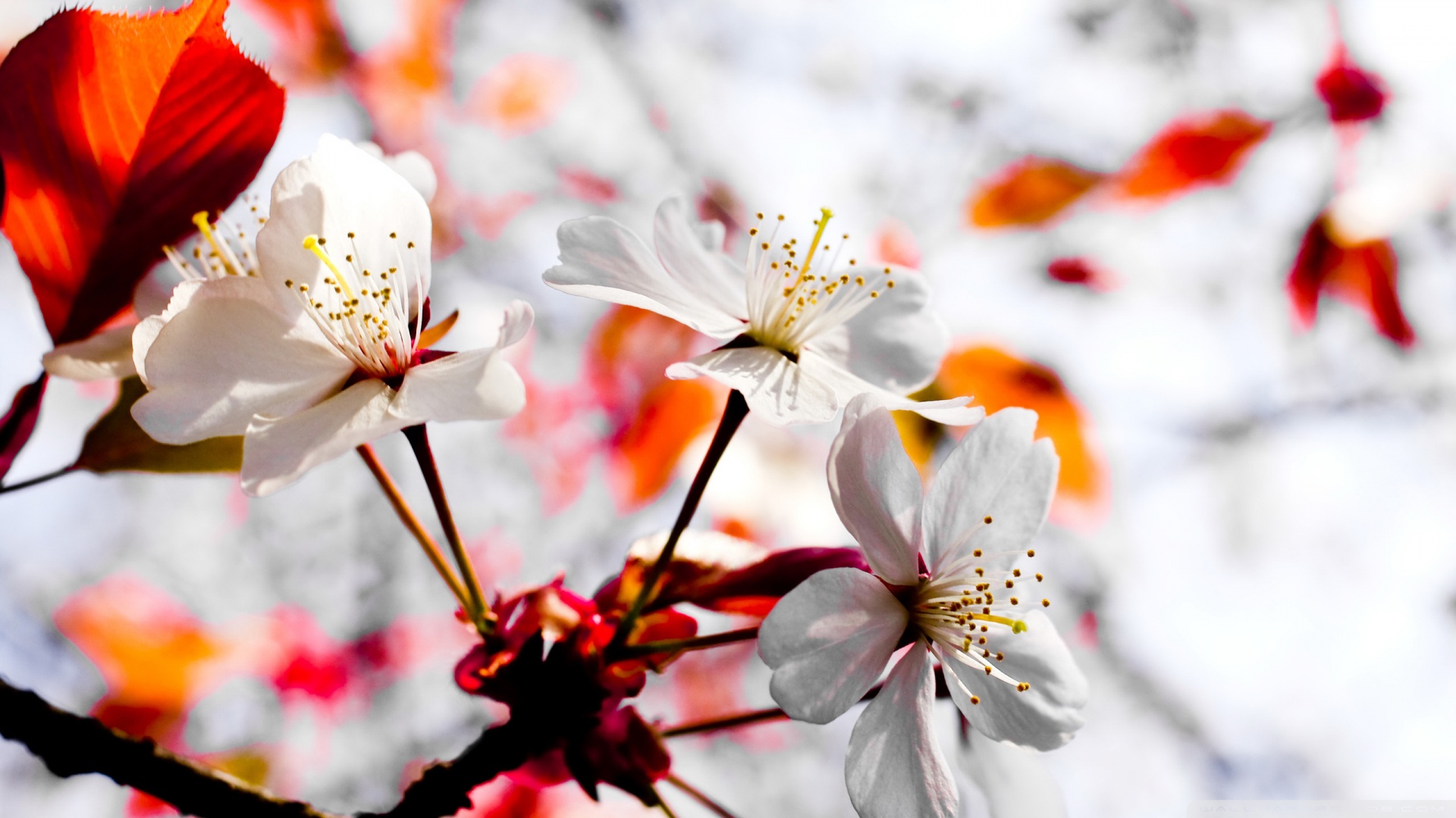 Floral cute desktop wallpaper full screen backgrounds free 4k pc