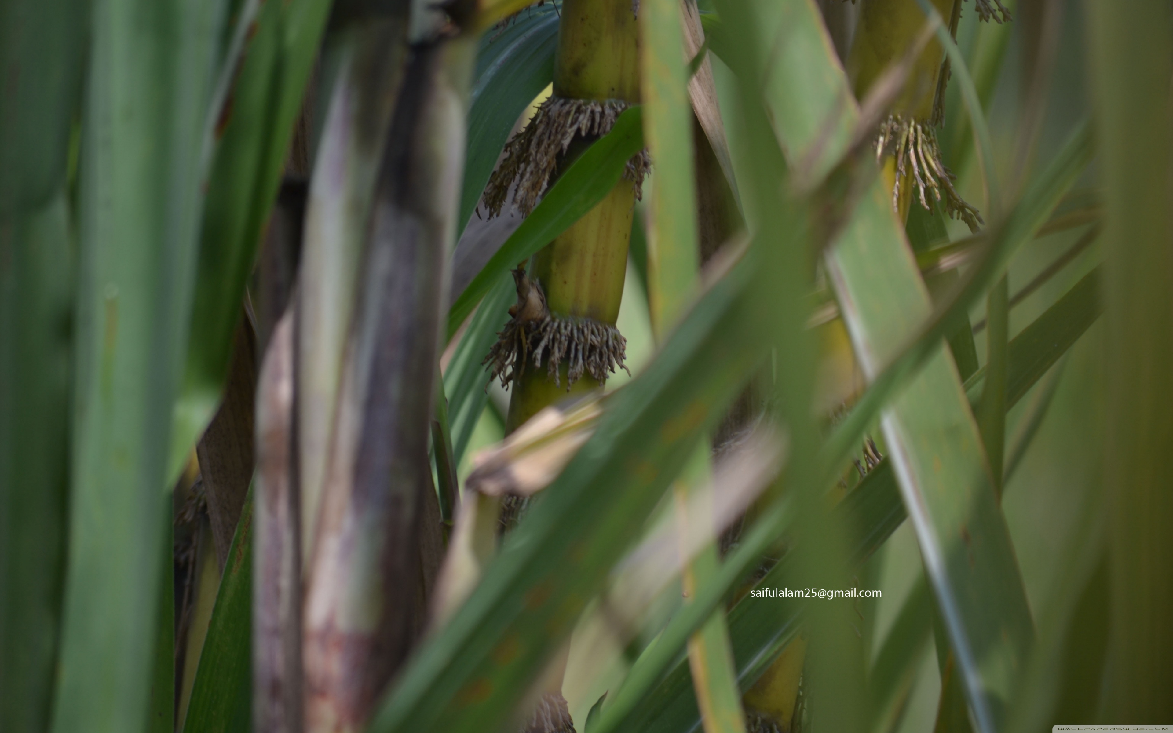 Sugar Cane Cane Sugarcane Piece Fresh Sugar Cane Green Nature Stock Photo  by ©cgdeaw 215875244