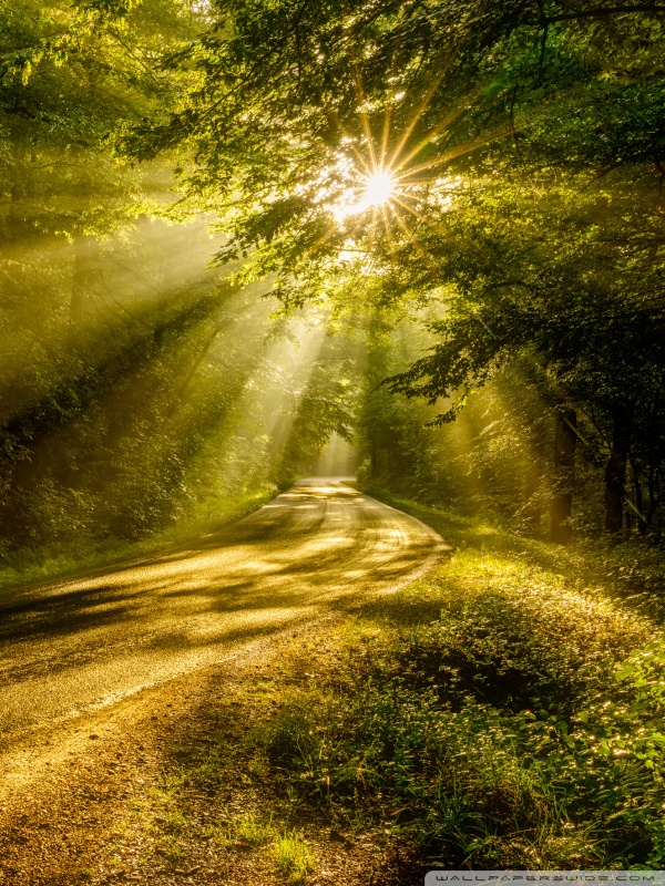 Sun Rays through the Forest Trees, Road Ultra HD Desktop Background ...