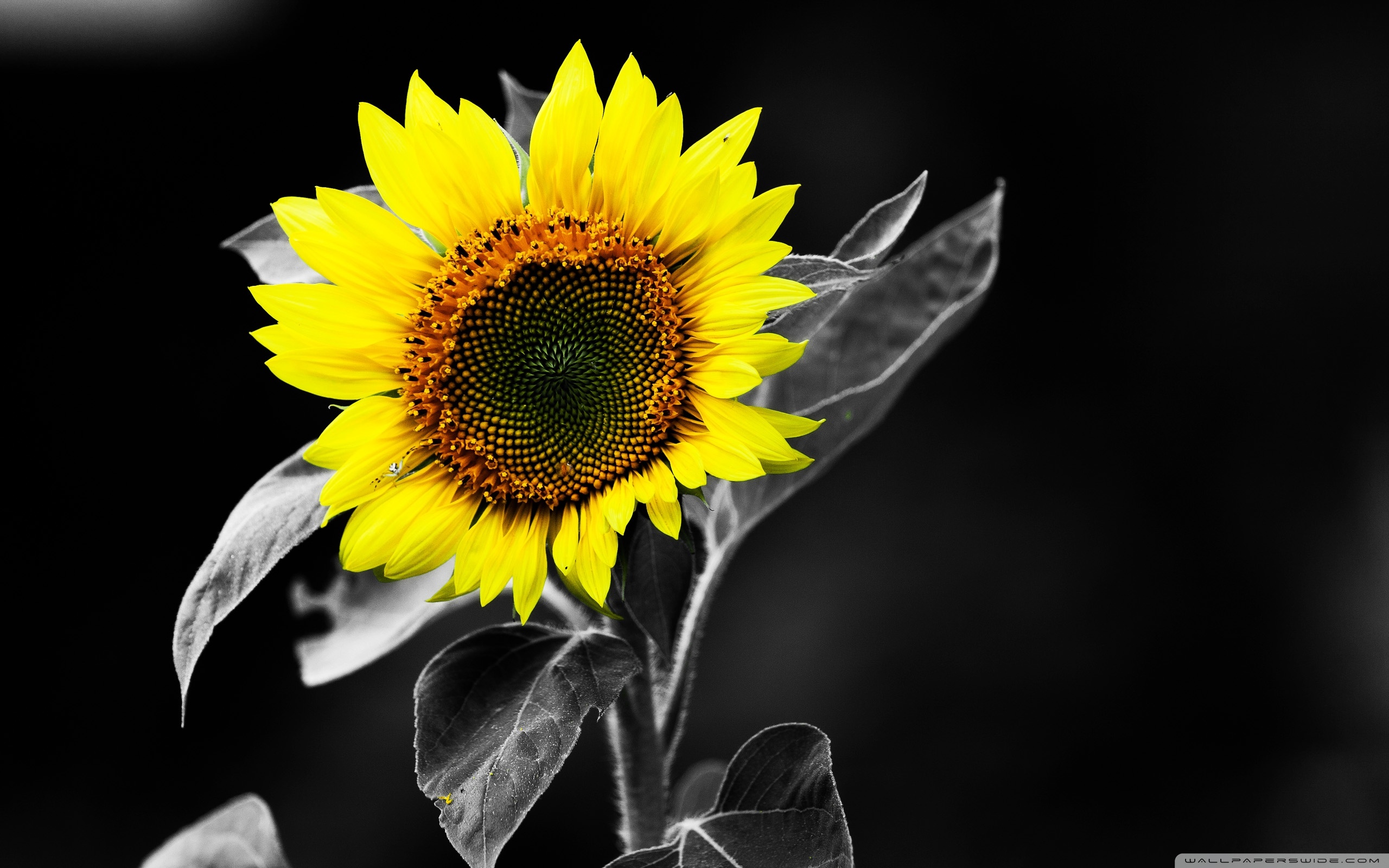 Sunflower Black And White Ultra HD Desktop Background Wallpaper for 4K UHD  TV : Tablet : Smartphone