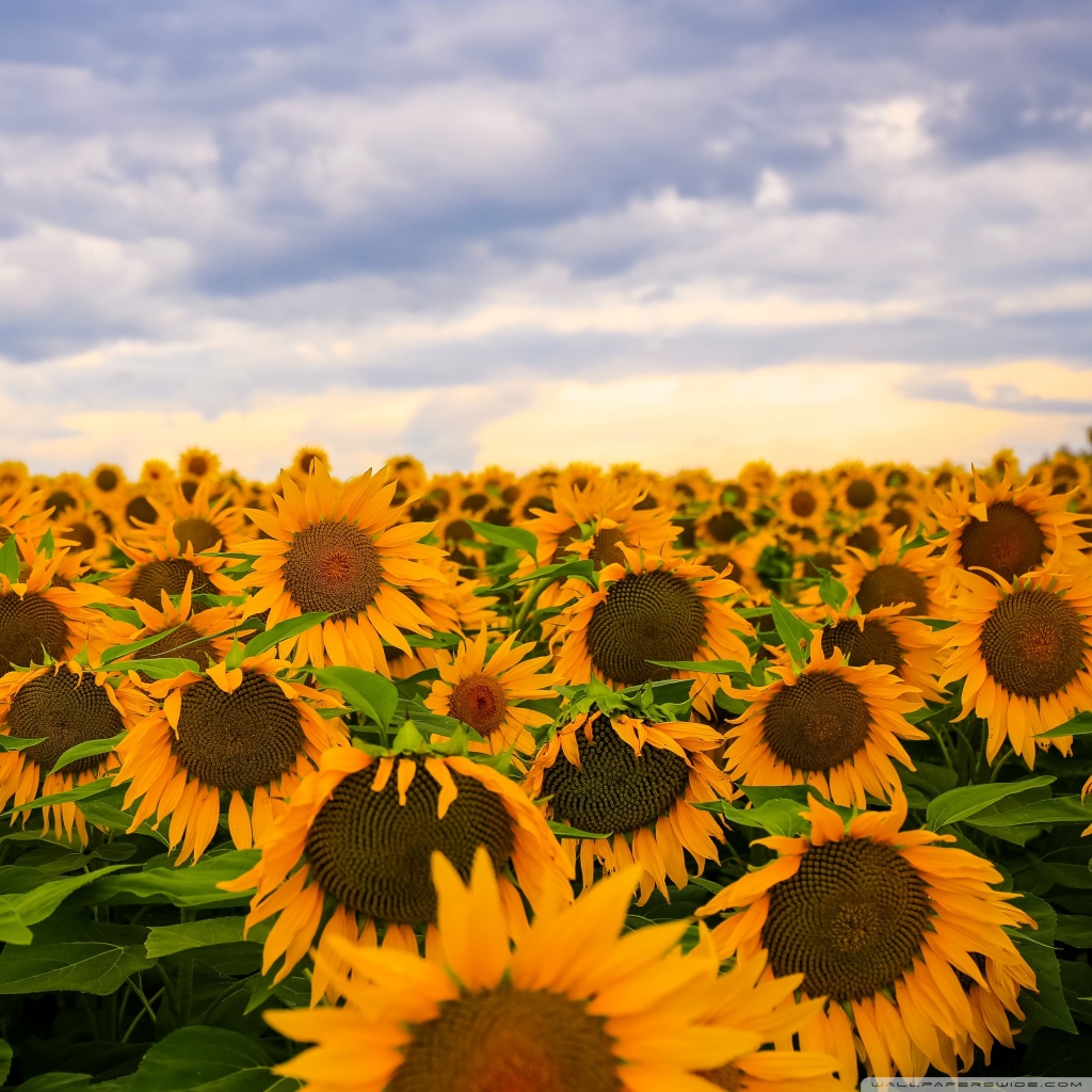 Sunflower Field, Clouds, Sky Ultra HD Desktop Background Wallpaper for ...