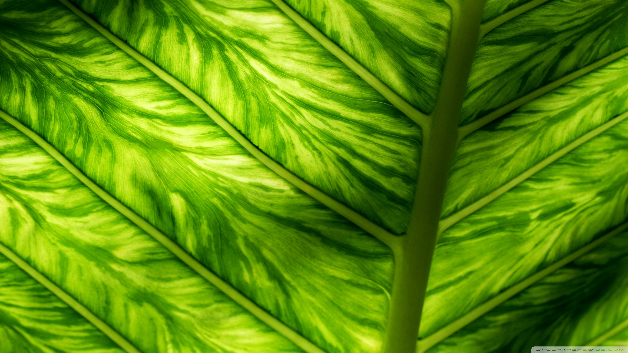 Sunlight Through Leaf Macro Ultra HD Desktop Background Wallpaper for ...
