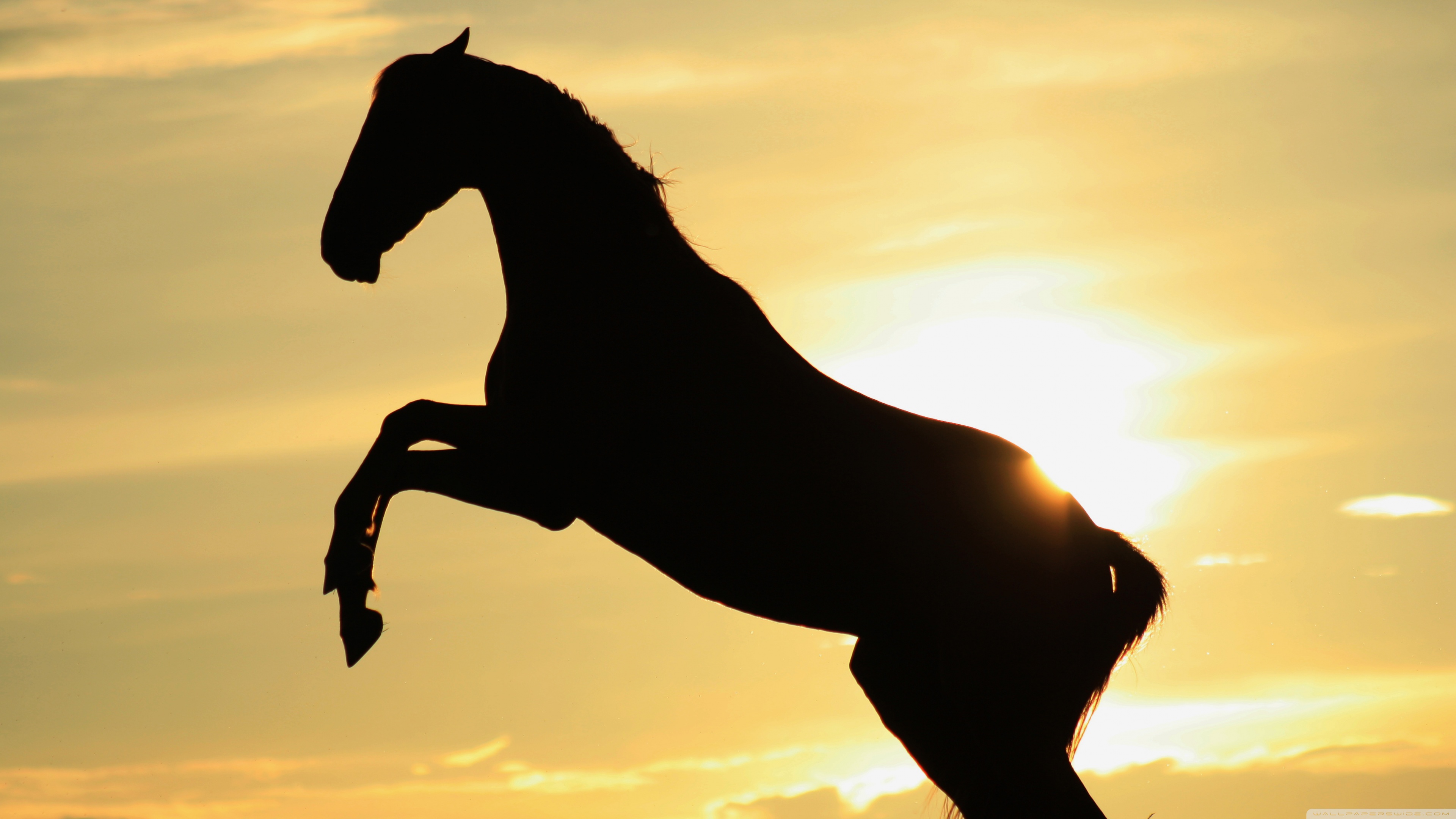 Horse and Rider Silhouette on the Beach Live Wallpaper