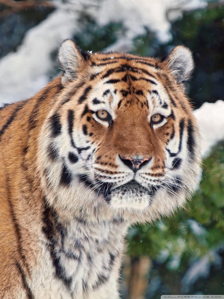 Tiger In Winter Ultra HD Desktop Background Wallpaper for 4K UHD TV ...
