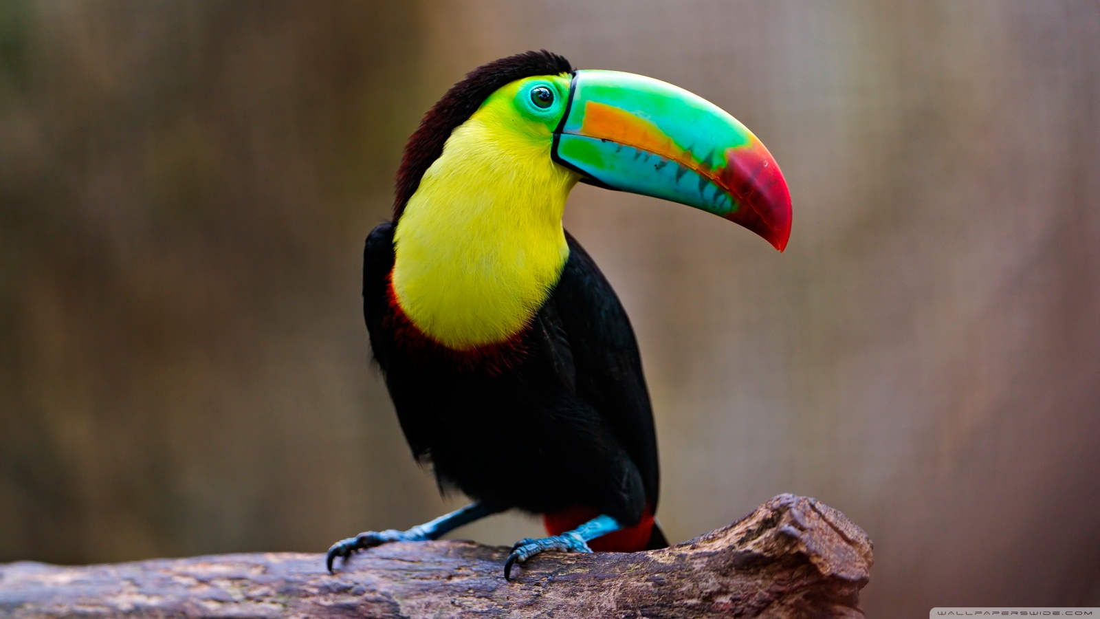 Toucan Wallpaper  Animals HD Wallpapers  HDwallpapersnet