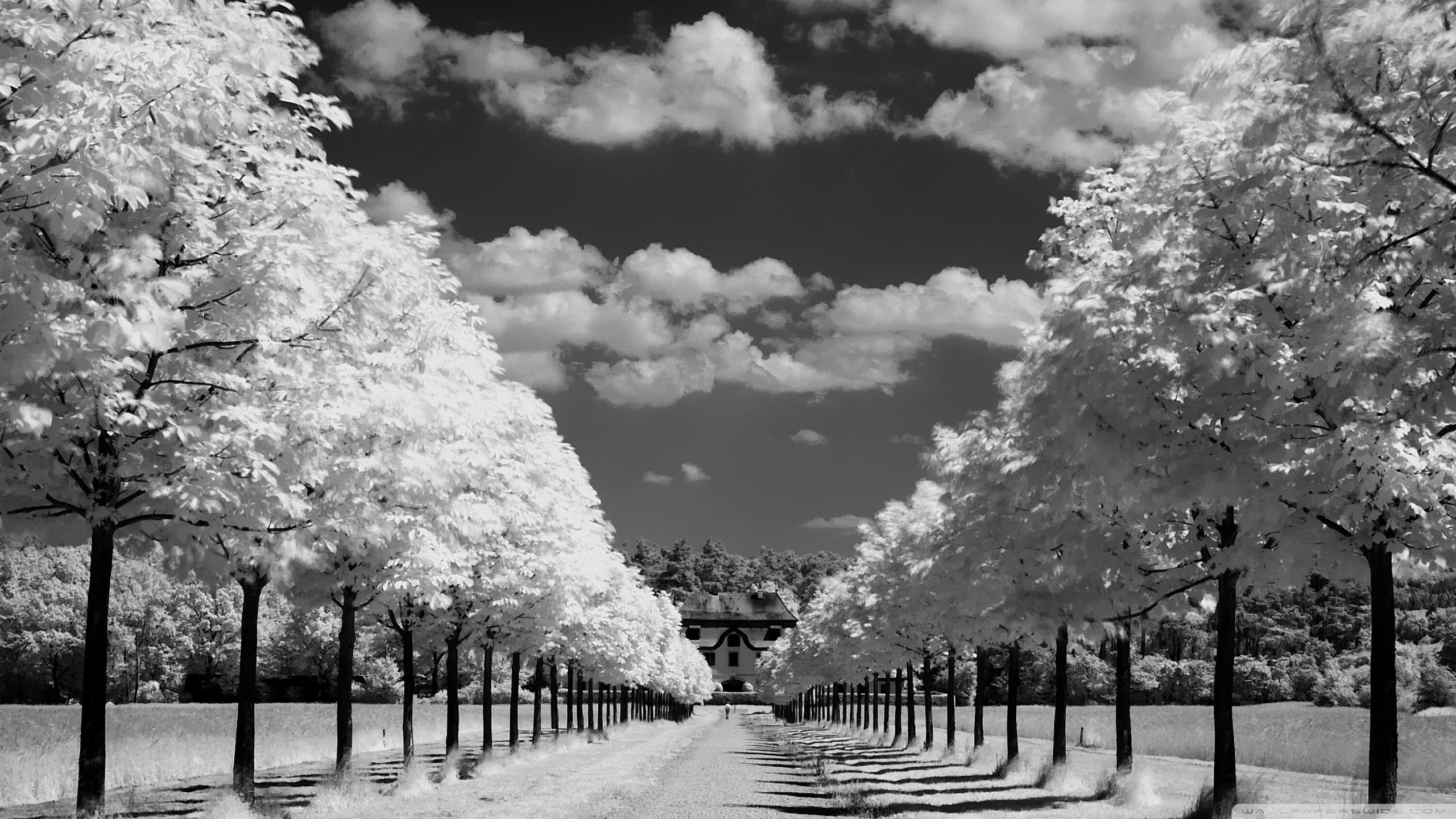 Trees Along The Road Black And White Ultra HD Desktop Background ...