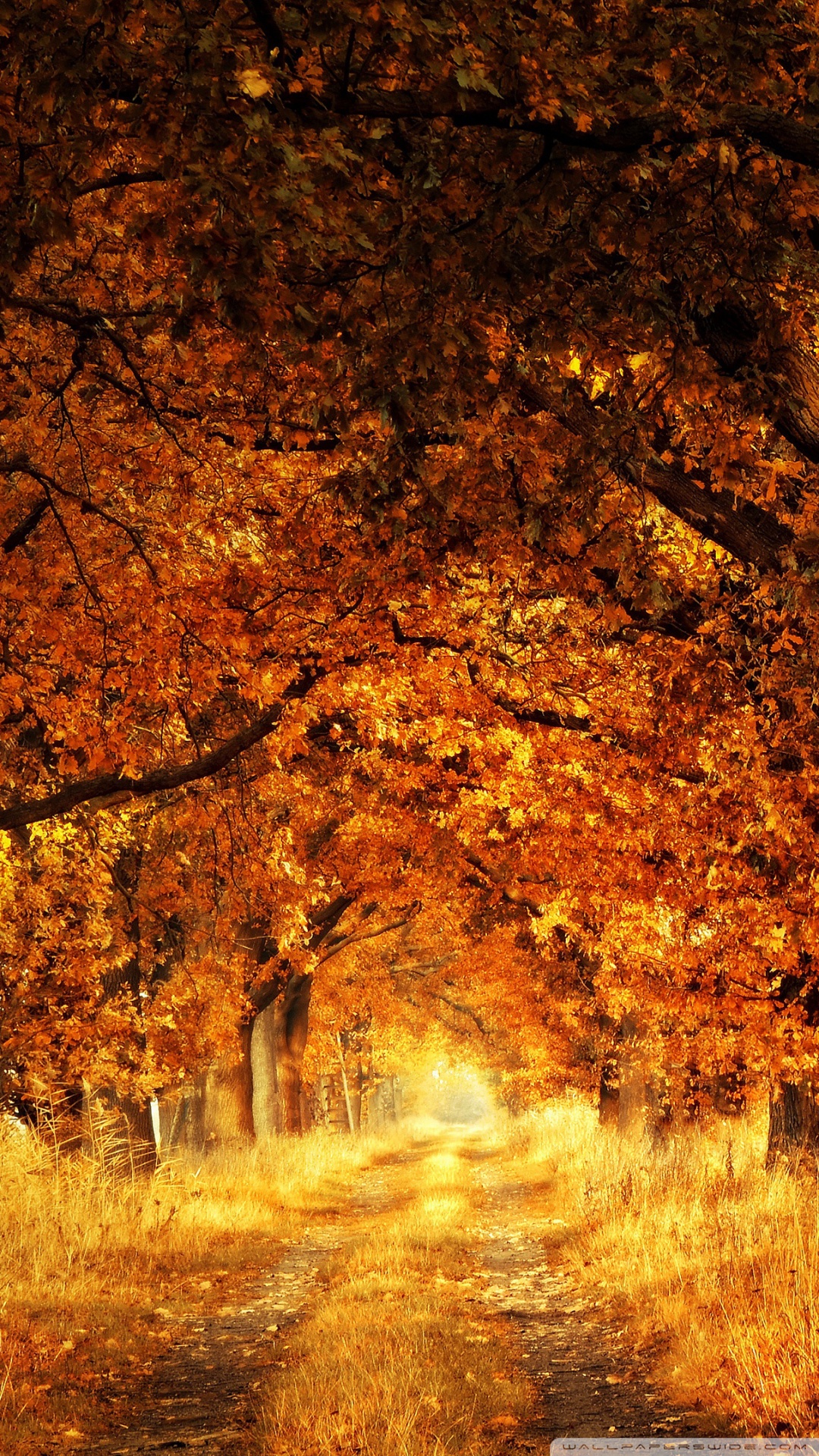 Trees, Autumn Ultra HD Desktop Background Wallpaper for : Widescreen ...