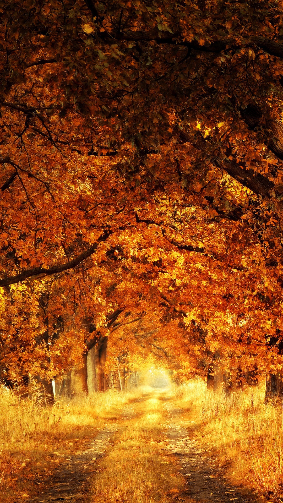 Trees, Autumn Ultra HD Desktop Background Wallpaper for : Widescreen ...