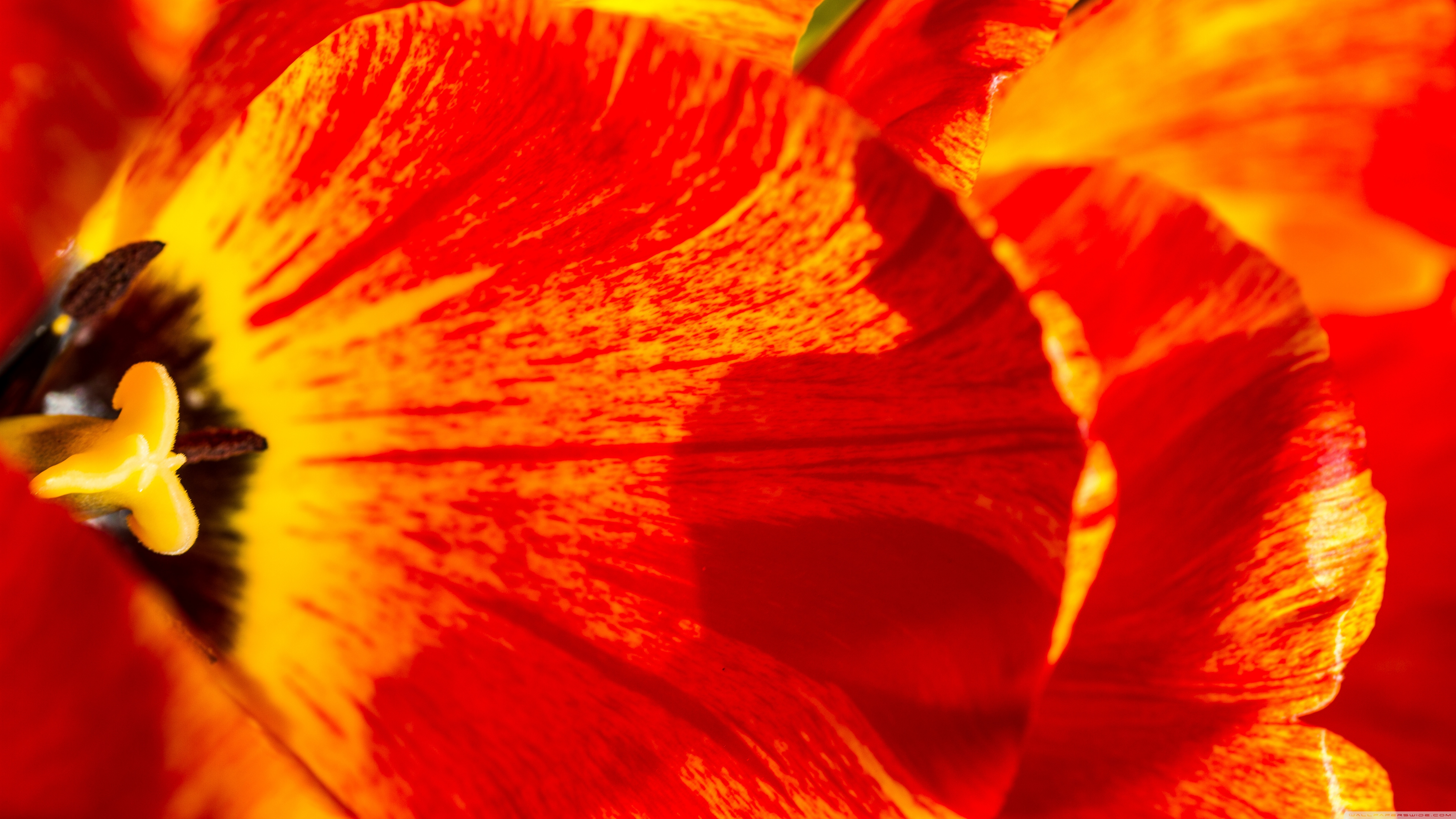 Two Colors Tulips Ultra HD Desktop Background Wallpaper for 4K UHD TV ...
