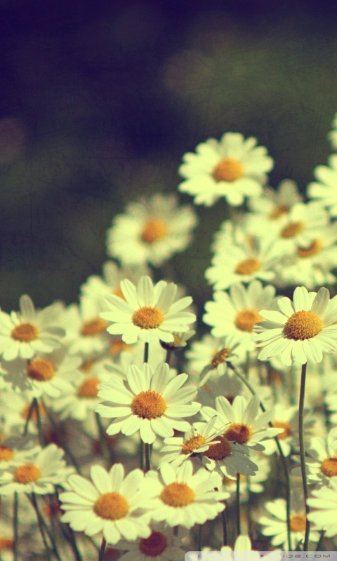 Vintage Daisies Photography Ultra HD Desktop Background Wallpaper for ...