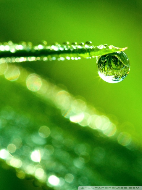 Water Drop Reflection, Macro Ultra HD Desktop Background Wallpaper for ...
