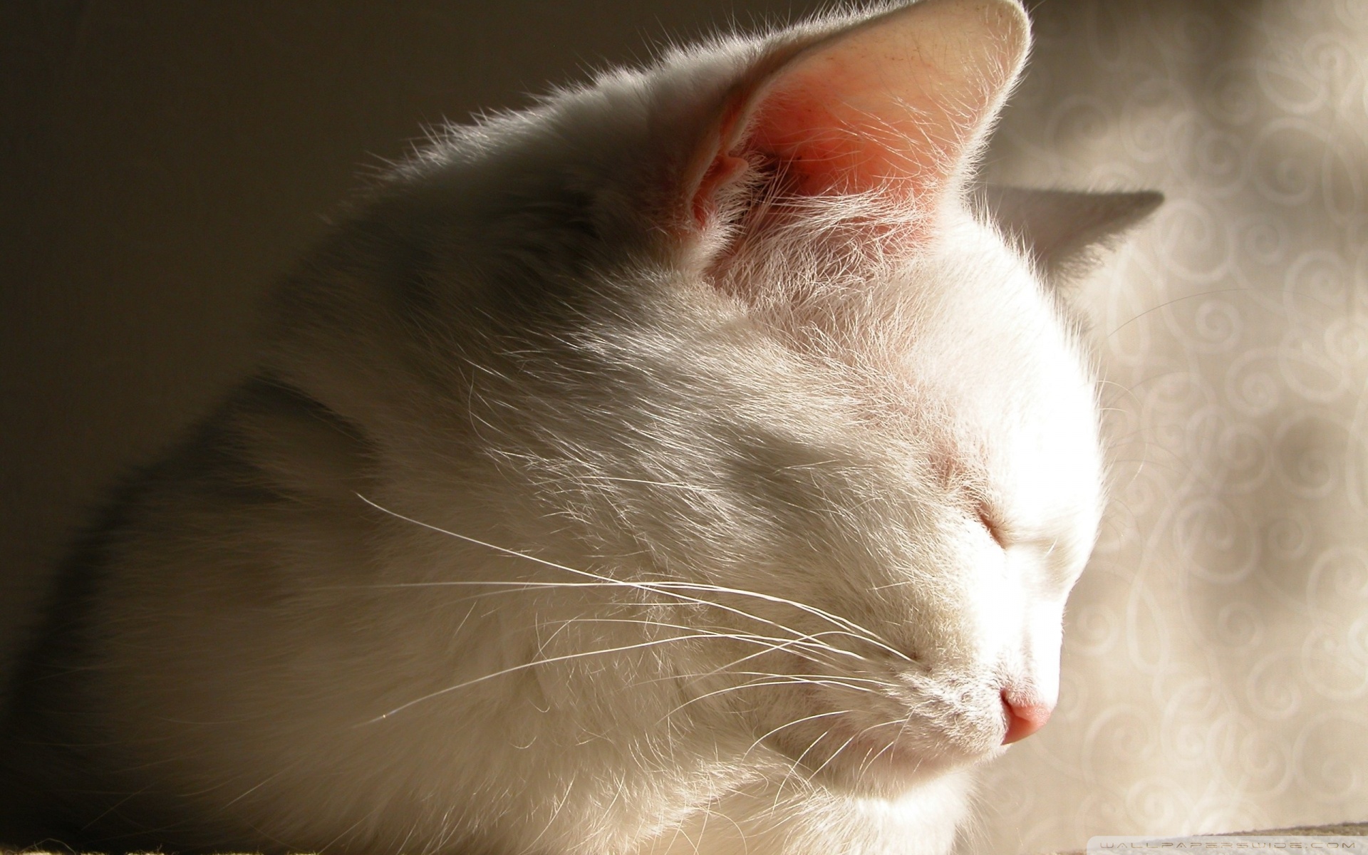 White Cat Sleeping Ultra HD Desktop Background Wallpaper for 4K UHD TV ...