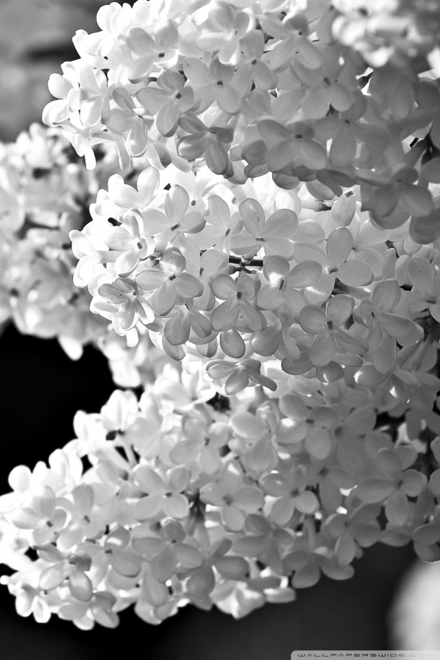 White Lilac Black And White Ultra HD Desktop Background Wallpaper for ...