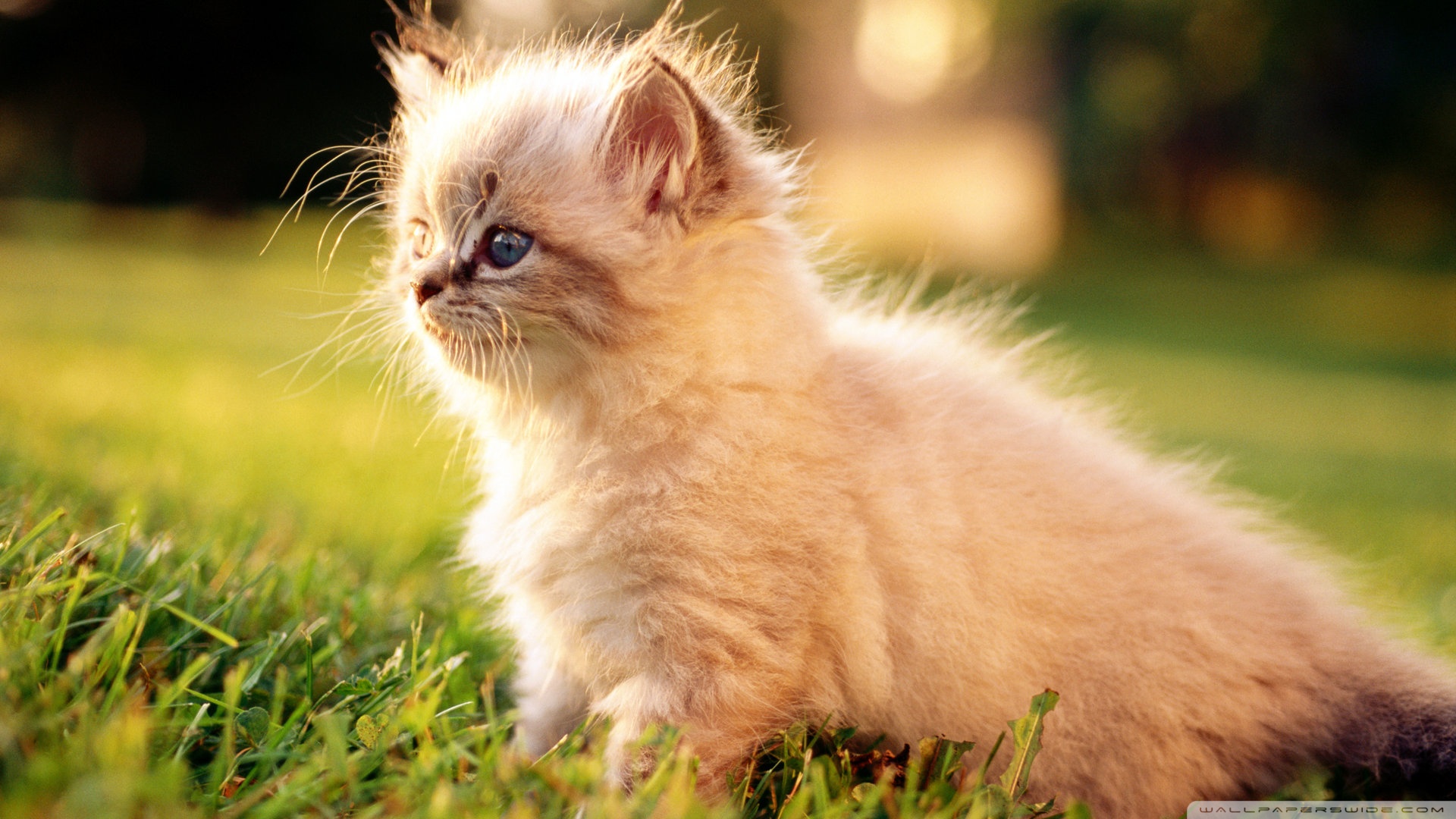 The 5 Most Popular Cat Breeds? - PetHelpful
