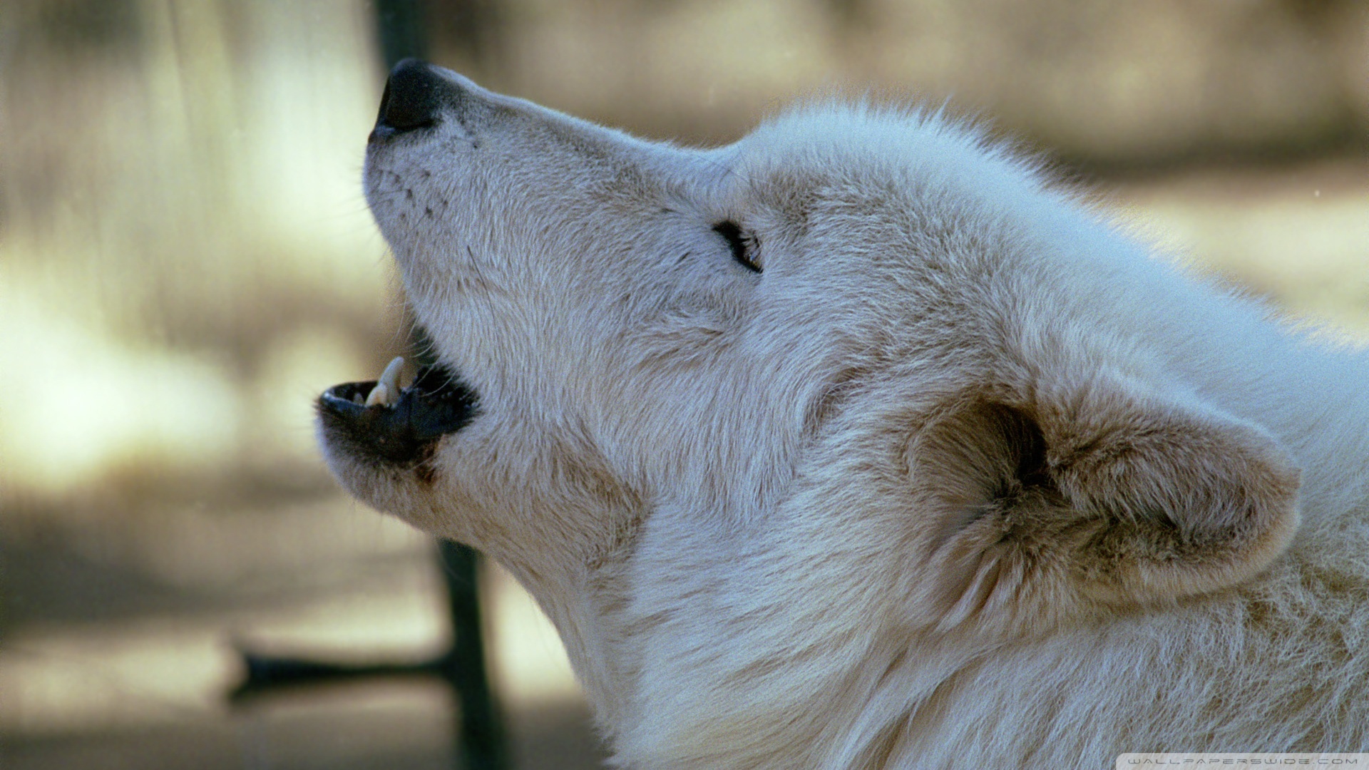 White Wolf Howling by Dave Johnson Ultra HD Desktop Background ...