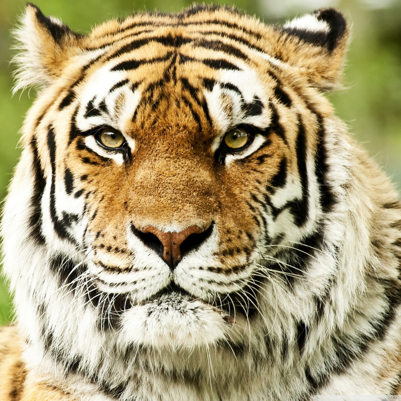 Wild Siberian Tiger Ultra HD Desktop Background Wallpaper for : Tablet ...