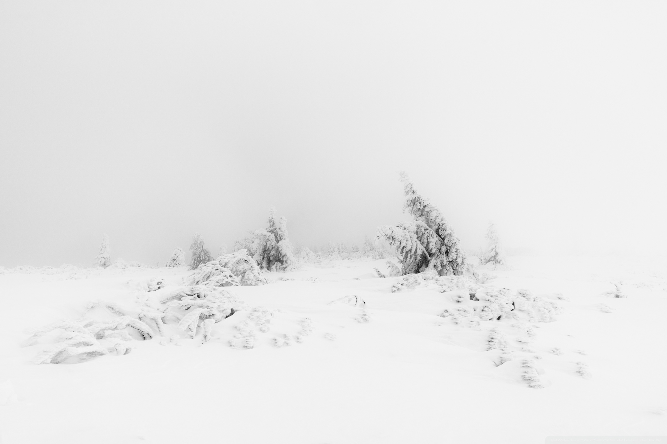 Winter Fog White Snow Trees Aesthetic Ultra HD Desktop Background Wallpaper  for 4K UHD TV : Widescreen & UltraWide Desktop & Laptop : Multi Display,  Dual Monitor : Tablet : Smartphone