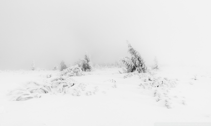 Free download Cold Winter Forest Snow Nature Mountain Dark iPhone 6 plus  [1080x1920] for your Desktop, Mobile & Tablet | Explore 28+ Winter Forest Wallpaper  Night | Winter Night Wallpaper, Winter Night