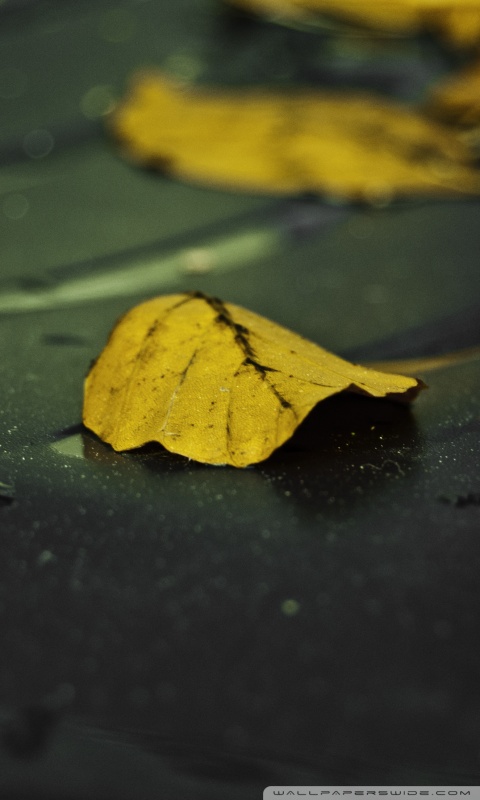Yellow Leaves On Wet Asphalt Ultra HD Desktop Background Wallpaper for ...