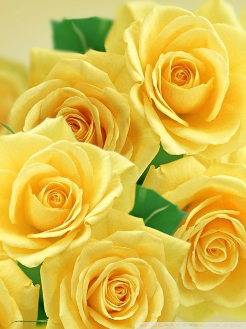 Yellow Roses and Butterflies Ultra HD Desktop Background Wallpaper for ...