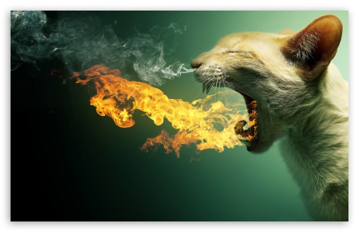 flaming_cat-t2.jpg