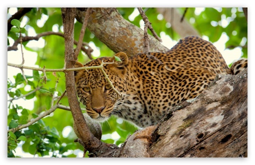 leopard_in_the_wild-t2.jpg