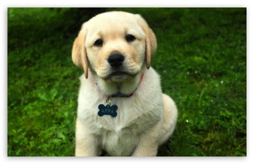 pup-t2.jpg