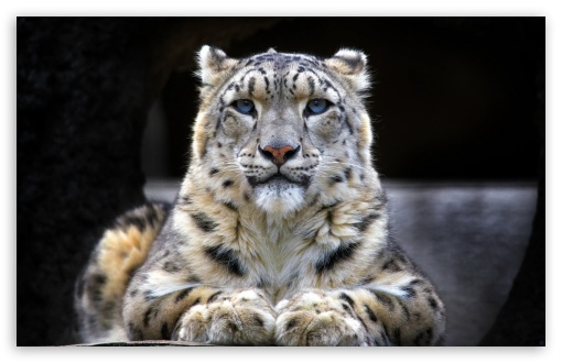 snow_leopard_sitting_on_a_rock-t2.jpg