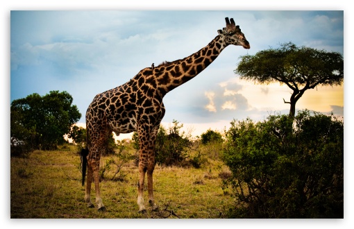 too_tall-t2.jpg