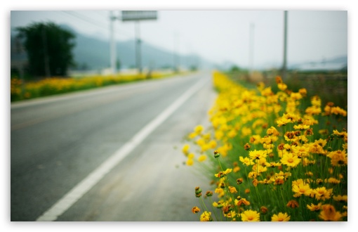 yellow_flowers_along_the_road-t2.jpg